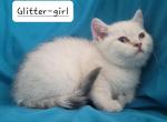 Glitter - Scottish Straight Kitten For Sale - Cheney, WA, US