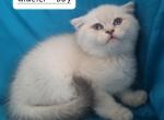 Glacier - Scottish Straight Kitten For Sale - Cheney, WA, US