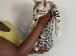 Silver boy - Bengal Kitten For Sale - Newark, NJ, US