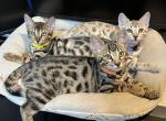 Mozzy aka Max Orange Collar - Bengal Kitten For Sale - Oklahoma City, OK, US