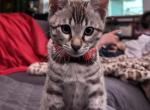 Pearl Rose Red Collar - Bengal Kitten For Sale - Oklahoma City, OK, US