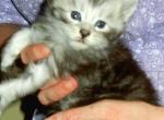 Darina's male kittens - Maine Coon Kitten For Sale - Quakertown, PA, US