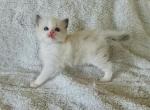 Prometheus - Ragdoll Kitten For Sale - Los Angeles, CA, US