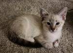 Snow Lynx Point Ragamese - Ragdoll Kitten For Sale - Las Vegas, NV, US