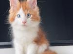Whisky - Maine Coon Kitten For Sale - San Jose, CA, US