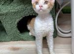 Pipi - Devon Rex Kitten For Sale - San Jose, CA, US