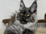 Wolfram - Maine Coon Kitten For Sale - Miami, FL, US