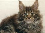 Forest - Maine Coon Kitten For Sale - Miami, FL, US