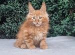 Jack - Maine Coon Kitten For Sale - Hollywood, FL, US