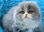 Yasir - Scottish Fold Kitten For Sale - Norwalk, CT, US