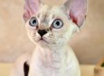 Amina - Devon Rex Kitten For Sale - Norwalk, CT, US