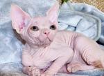 Candy - Sphynx Kitten For Sale - 