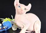 Ozzie - Sphynx Kitten For Sale - 