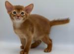 Damask - Abyssinian Kitten For Sale - Norwalk, CT, US