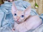 Jack - Bambino Kitten For Sale - Norwalk, CT, US