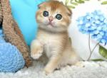 Scottish NOV Elina - Scottish Fold Kitten For Sale - Brooklyn, NY, US