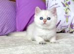 Diva Scottish - Scottish Straight Kitten For Sale - Brooklyn, NY, US