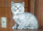 Fejri - British Shorthair Kitten For Sale - Pembroke Pines, FL, US