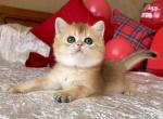 Dambo Scottish - Scottish Straight Kitten For Sale - Brooklyn, NY, US