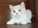 Erjoma - British Shorthair Kitten For Sale - Pembroke Pines, FL, US