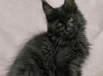 Yaglych - Maine Coon Kitten For Sale - Hollywood, FL, US