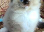 Donovan - Ragdoll Kitten For Sale - Port Orange, FL, US