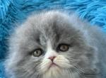 Yasir Scottish - Scottish Fold Kitten For Sale - Brooklyn, NY, US