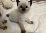 Ragdoll Siamese Kittens - Ragdoll Kitten For Sale - Lincoln, MA, US