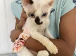Tootsie - Devon Rex Kitten For Sale - Greenville, TX, US