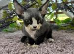 Simba - Devon Rex Kitten For Sale - Greenville, TX, US