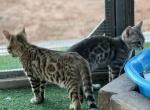 Purebred Bengal - Bengal Kitten For Sale - Apple Valley, UT, US