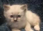 Snow - Ragdoll Kitten For Sale - Troy, KS, US