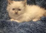 Luca - Ragdoll Kitten For Sale - Troy, KS, US
