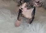 Sphynx Hairless kittens - Sphynx Kitten For Sale - Miami, FL, US