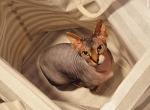 Stud Service Available - Sphynx Cat For Sale/Service - Miami, FL, US