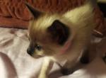 Marie Seal Point Kitten - Siamese Kitten For Sale - Harrisburg, PA, US