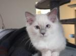 Ivy - Domestic Kitten For Sale - Seneca, SC, US