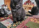 Brooke HimalayanMaineCoon - Maine Coon Kitten For Sale - Van Horne, IA, US