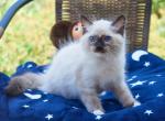 Harley - Ragdoll Kitten For Sale - Los Angeles, CA, US