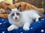 Helen - Ragdoll Kitten For Sale - Los Angeles, CA, US