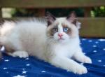 Grand - Ragdoll Kitten For Sale - Kansas City, MO, US