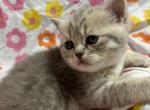 Mavi - Scottish Straight Kitten For Sale - Gainesville, GA, US