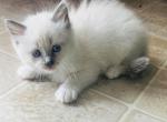 SOLD Ragdoll kitten Kats ravishing ragdolls - Ragdoll Kitten For Sale - Lancaster, PA, US