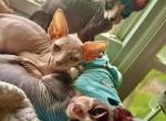 Ready 4 Forever Home Allysas Litter Purebred Tica - Sphynx Kitten For Sale - Chicago, IL, US