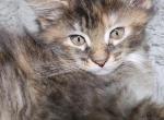 Tortie Maine Coon named Cookie - Maine Coon Kitten For Sale - Gregory, MI, US