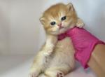 Golden Empire - British Shorthair Kitten For Sale - Fort Wayne, IN, US