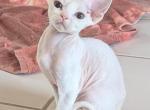 Douglas - Devon Rex Kitten For Sale - Bloomington, IL, US
