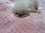 Minnie mouse - Colorpoint Shorthair Kitten For Sale - Miami, FL, US