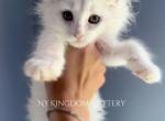 Snow Viking 3 ready - Maine Coon Kitten For Sale - NY, US