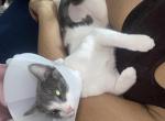 Beautiful - Domestic Cat For Adoption - Charlotte, NC, US